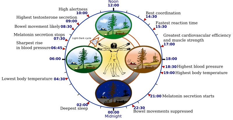 Some features of the human circadian biological clock